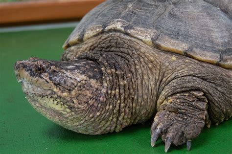 Common Snapping Turtle – Utica Zoo