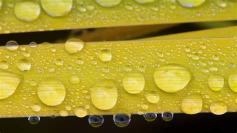 Fondos De Pantalla Agua Fotograf A De Cerca Verde Amarillo Polen