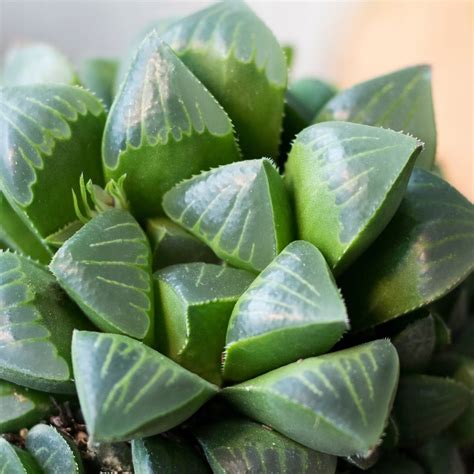 Haworthia retusa HAWORSJA do cienia ŁATWA UPRAWA 7967562843