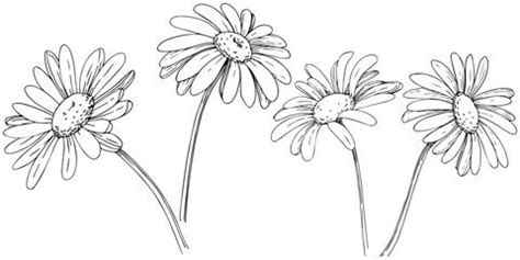 Three Daisies Are Shown In Black And White One Is Drawn With Ink On Paper