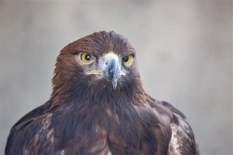 Premium Photo | Aquila chrysaetos magnificent golden eagle in its ...