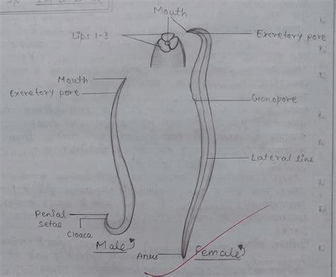 Ascarisdiagram Of Ascaris Ascaris Lumbricoides Labeled Diagrammale And Female