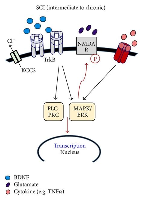 Potential Bdnf Dependent And Bdnf Independent Mechanisms Of Pain In