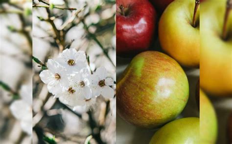 Podrían dañar heladas tardías la etapa de floración de manzanos en