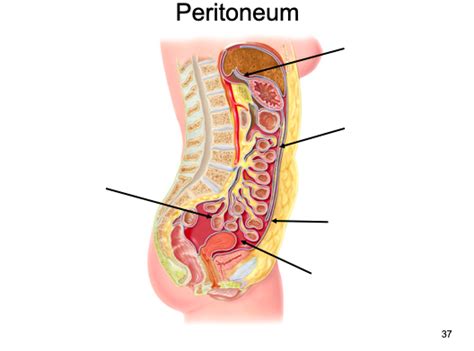 Peritoneum Diagram | Quizlet