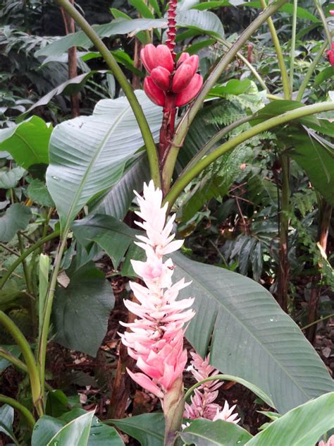 The Garden Of My Dreams - Medellin's Botanical Garden