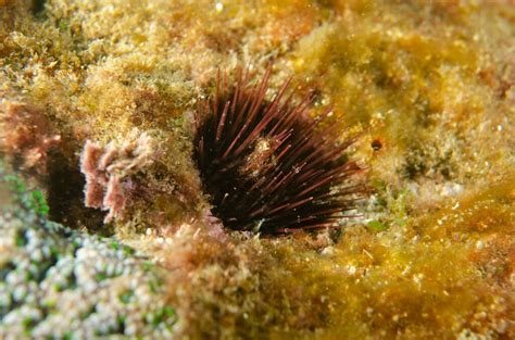 Needle Spined Urchin From North West Solitary Island New South Wales