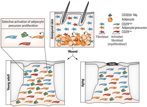 Myofibroblast Proliferation And Heterogeneity Are Supported By