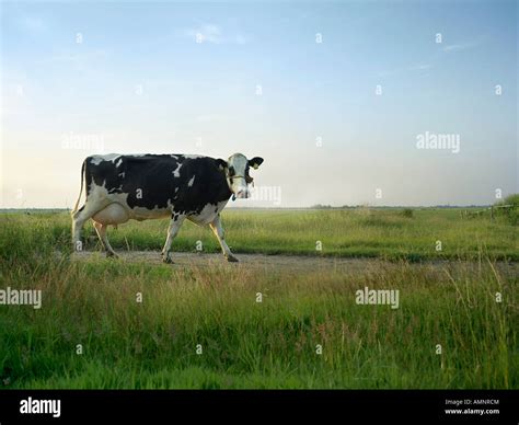 Dairy Cow Hi Res Stock Photography And Images Alamy