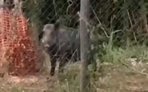 Roma Avvistato Un Cinghiale In Via Della Camilluccia VIDEO Sky TG24