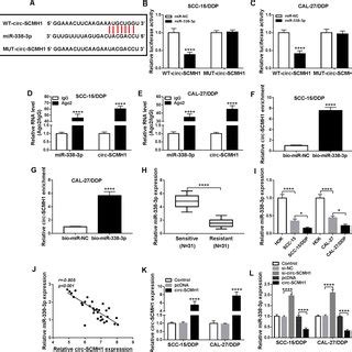 The Role Of Circ SCMH1 In DDP Resistance Of OSCC Cells In Vitro A B