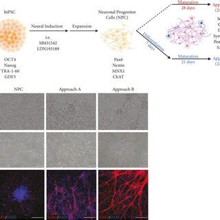 Morphological characteristics of neurons generated via approaches A and ... 