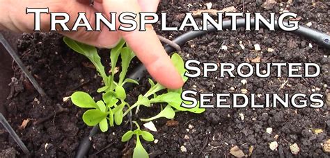 Youtube Transplanting Sprouted Seedlings With Success