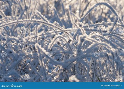 Tempo De Inverno E Grama Congelada Os Cristais Da Escarcha E Da