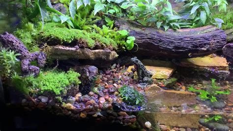 10 gallon paludarium - land/water habitat - part 2 - YouTube