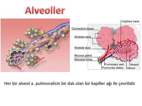 Solunum Sistemi Anatomisi Stanbul Elcerrahisi