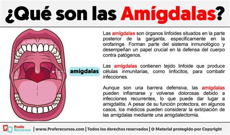 O Que Significa Amígdala - Qué son las Amígdalas