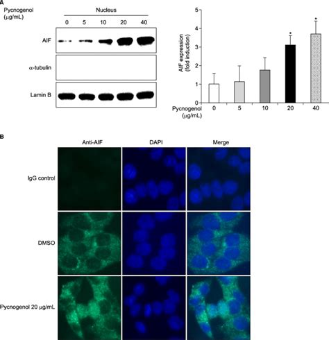 Effect Of Pycnogenol On Nuclear Translocation Of Apoptosis Inducing