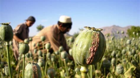 Afghanistan Opium Production Remains Robust Since Invasion