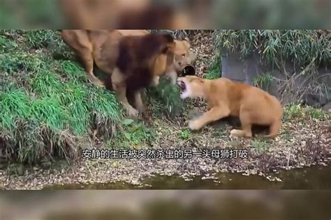 3头狮子大战野牛，不料杀出抢食猛兽，下一秒野牛却全身而退？野牛猛兽狮子