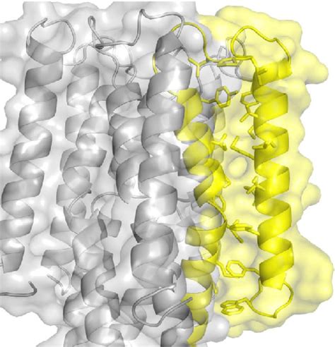 Fig S9 The Tight Hydrophobic Interaction Between Transmembrane