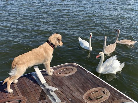 What Are Dis Puppy Boi Meeting Hissy Birds For The First Time Last