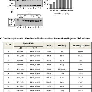 Direction Specific Helicase Activity Of PfPSH3N A Helicase Activity