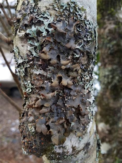 Naked Kidney Lichen Lichens And Fungi Of Montana Vol M Z