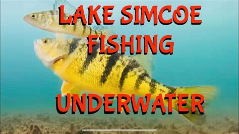 Lake Simcoe Underwater Footage Jumbo Perch Youtube