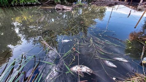 Alerta Por La Gran Cantidad De Peces Muertos Flotando En El Arroyo Dur N