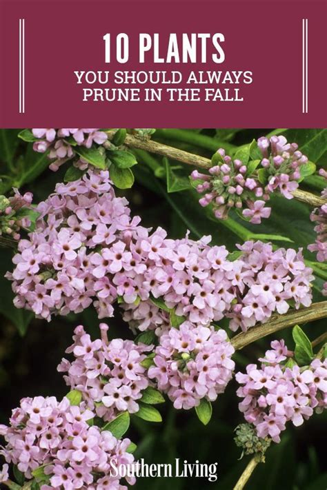 10 Plants You Should Always Prune In The Fall Artofit