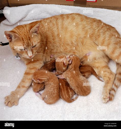 Female Ginger Cat Feeding Five Kittens Stock Photo - Alamy