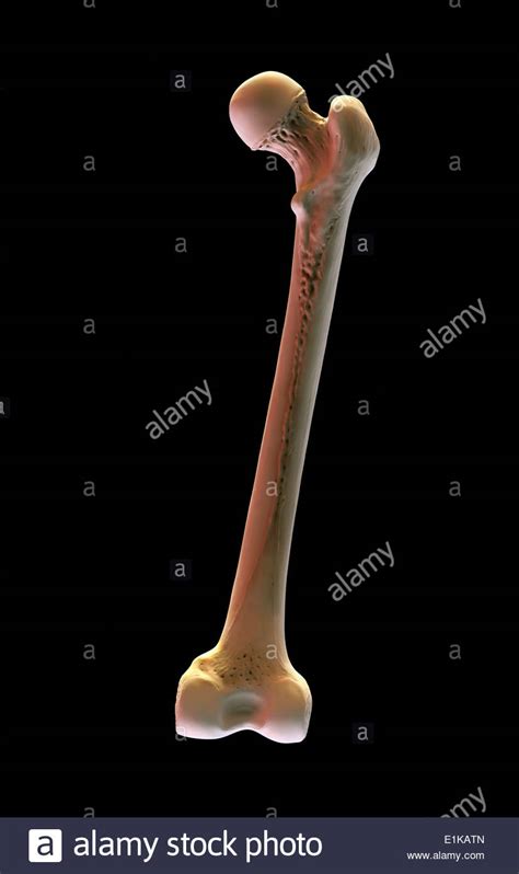 Human femur bone hi-res stock photography and images - Alamy