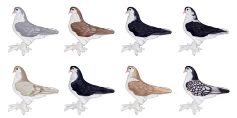 Natural Pigeon Design Sale Open By Royaloats On Deviantart