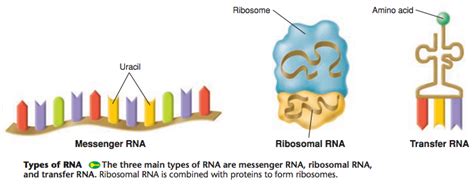 My Scientific Blog Research And Articles Rna Structure And Functions