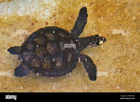hawksbill sea turtle beak high resolution stock photography  images