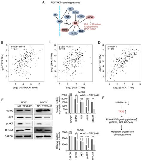 Tpx2 Regulated By Mir‑29c‑3p Induces Cell Proliferation In Osteosarcoma