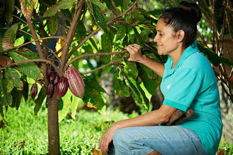 Gender Inequality in Cacao Farming | Chocolate Connoisseur Magazine