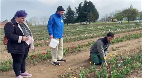 Un Campo Di Tulipani U Pick A Lodi Mila Bulbi E Tante Variet Per