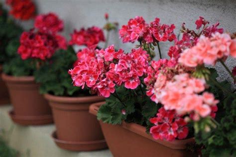 Герань - уход в домашних условиях, размножение и пересадка