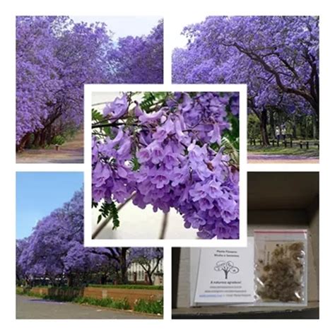 500 Sementes Jacarandá Mimoso Azul jacaranda Mimosifolia