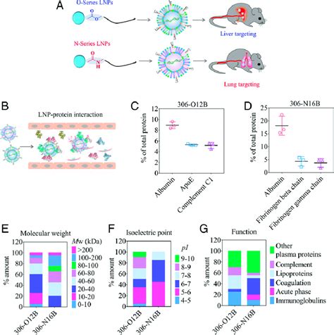 Proteomics Study Of Protein Coronas Formed On Lnps A Schematic