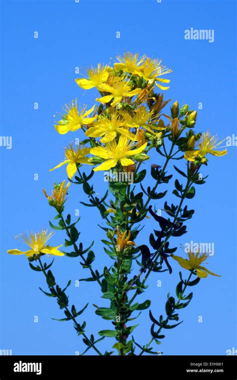 Johanniskraut Hypericum Perforatum Gelb Stock Photo Alamy