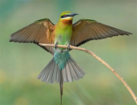 Blue-tailed Bee-Eater: A Detailed Look at This Colorful Bird's Life and Habits - The Worlds ...