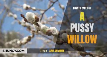 Exploring The Deer Resistance Of Pussy Willows What You Need To Know Shuncy