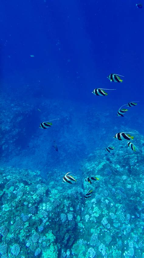 Snorkeling in Maui: Molokini and Turtle Town - This Adventure Life