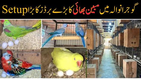 How To Start Bird S Farming In Pakistan Birds Business Idea In Pakistan