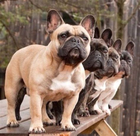 French Bulldogs ️ Bulldog Breeds French Bulldog Dog Bulldog Puppies