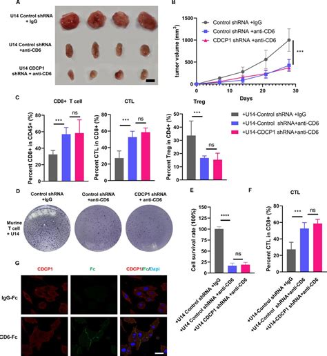 Targeting Cdcp Boost Cd T Cells Mediated Cytotoxicity In Cervical