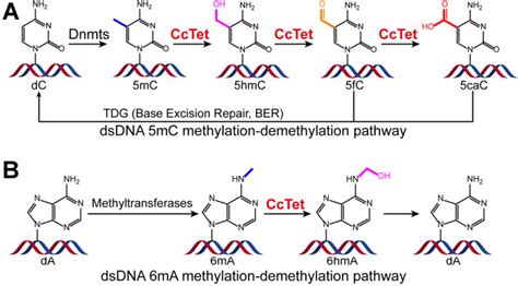 Figure From Molecular Basis Of An Atypical Dsdna Mc Ma Bifunctional